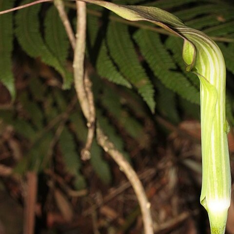 Arisaema polyphyllum unspecified picture