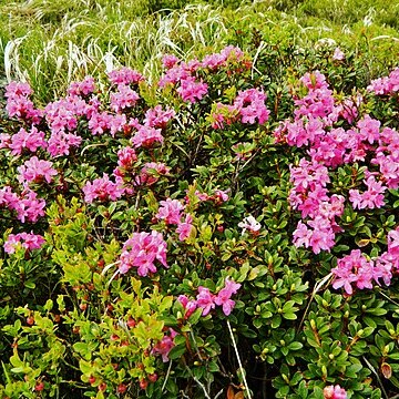 Rhododendron myrtifolium unspecified picture