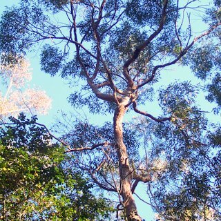 Eucalyptus resinifera unspecified picture