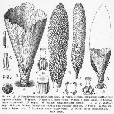 Pseudohydrosme unspecified picture