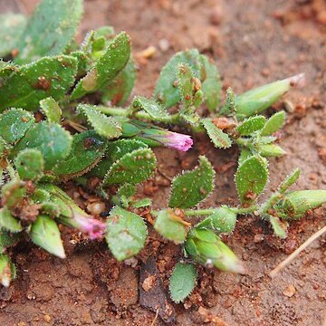 Streptoglossa cylindriceps unspecified picture