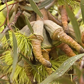 Eucalyptus megacornuta unspecified picture