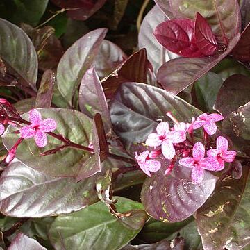 Pseuderanthemum unspecified picture