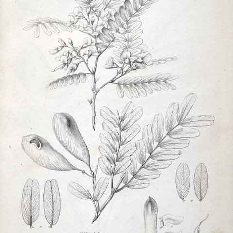 Platypodium elegans unspecified picture