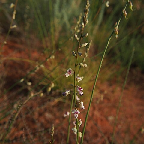 Swainsona microphylla unspecified picture