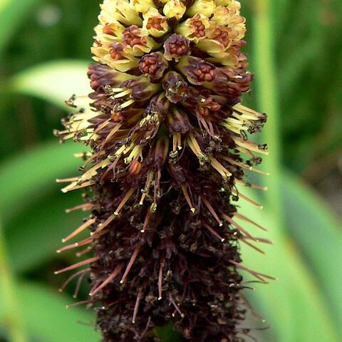 Kniphofia brachystachya unspecified picture