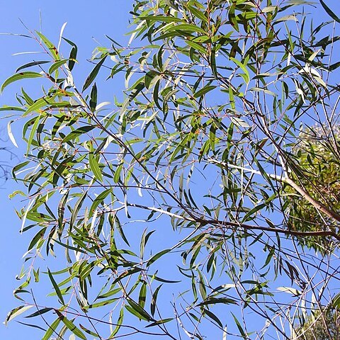 Angophora bakeri unspecified picture