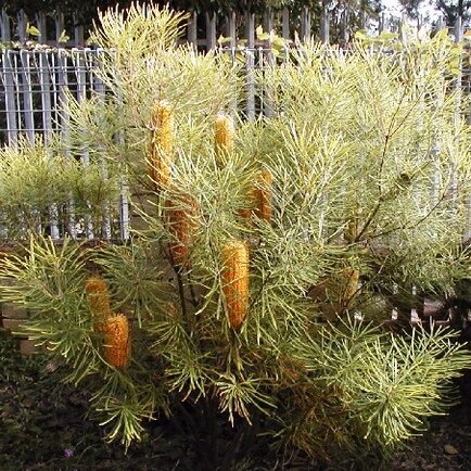 Banksia spinulosa var. collina unspecified picture