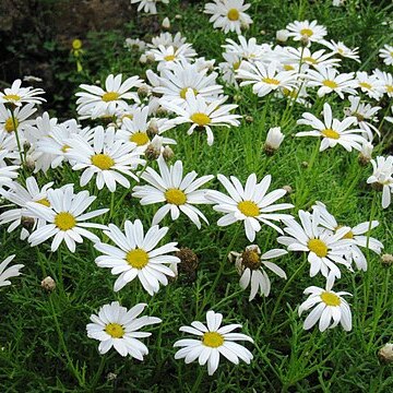 Argyranthemum frutescens subsp. canariae unspecified picture