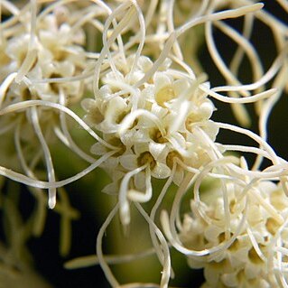 Brickellia eupatorioides var. corymbulosa unspecified picture