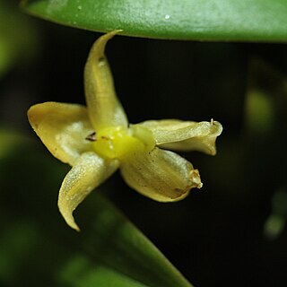 Bulbophyllum ecornutoides unspecified picture