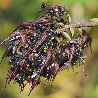 Bulbophyllum lasianthum unspecified picture