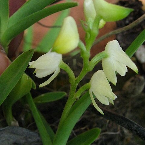 Polystachya obanensis unspecified picture