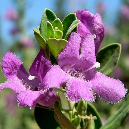 Leucophyllum unspecified picture