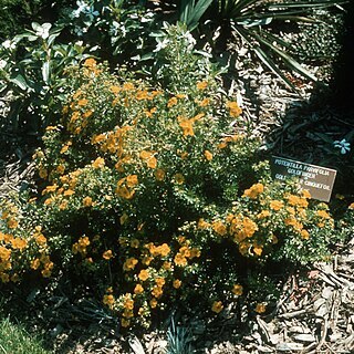 Dasiphora parvifolia unspecified picture