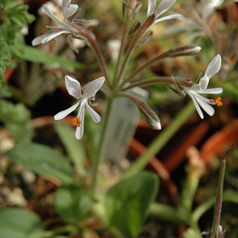 Pelargonium campestre unspecified picture