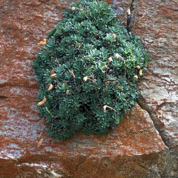 Petrophytum cinerascens unspecified picture