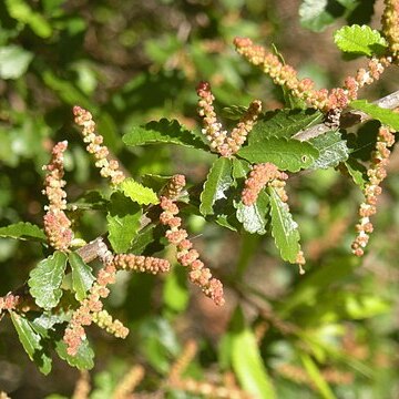 Acalypha eremorum unspecified picture