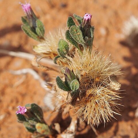 Streptoglossa adscendens unspecified picture