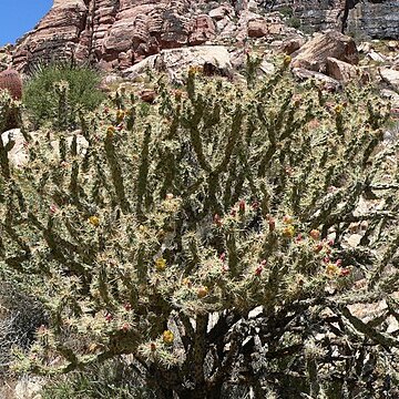 Cylindropuntia acanthocarpa unspecified picture