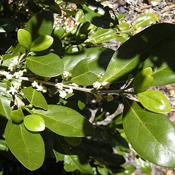 Cyclophyllum unspecified picture