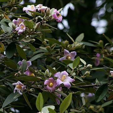 Lagunaria unspecified picture