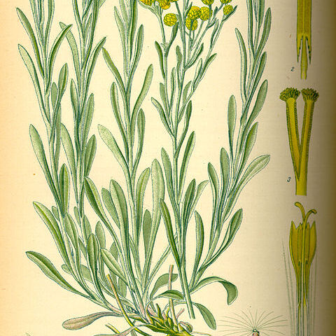 Helichrysum arenarium subsp. arenarium unspecified picture