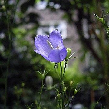 Campanula baumgartenii unspecified picture