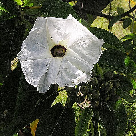 Ipomoea pauciflora unspecified picture