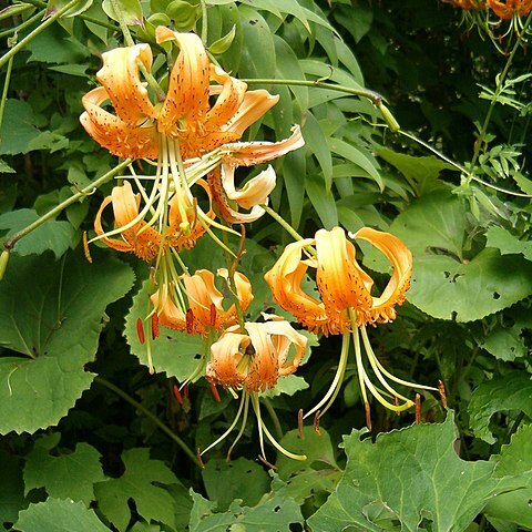 Lilium henryi unspecified picture