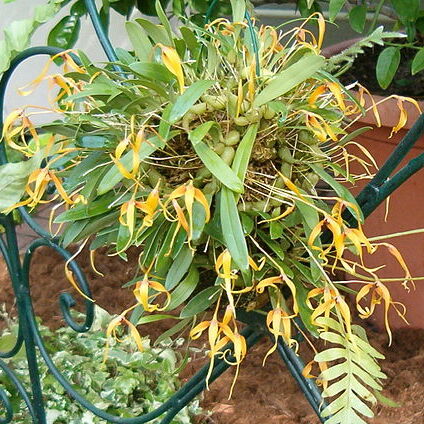 Bulbophyllum inaequale unspecified picture