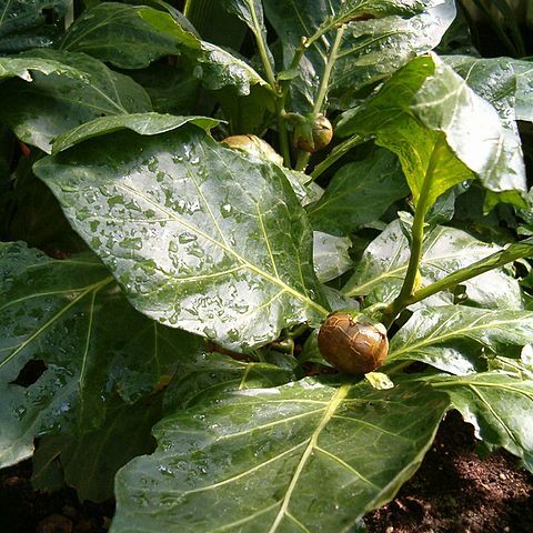 Solanum macrocarpon unspecified picture