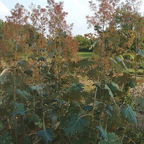 Macleaya unspecified picture