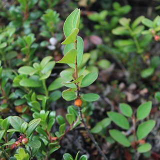 Cotoneaster cinnabarinus unspecified picture