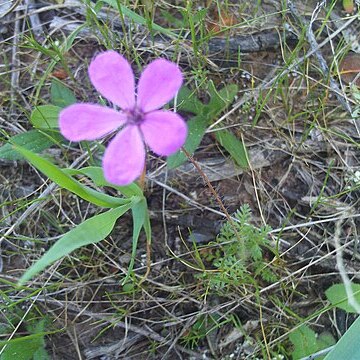 Erodium aethiopicum unspecified picture