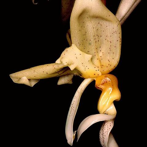 Stanhopea graveolens unspecified picture