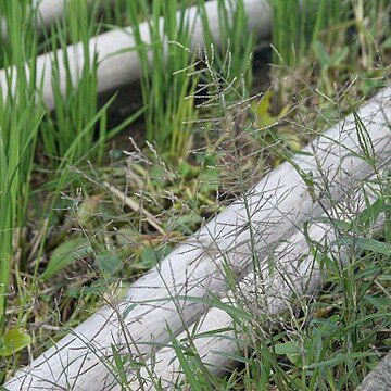 Leptochloa chinensis unspecified picture