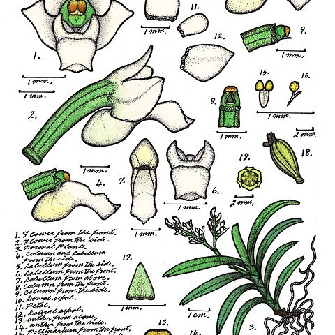 Schoenorchis sarcophylla unspecified picture