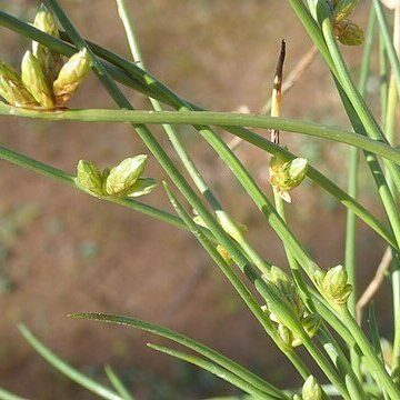 Schoenoplectiella dissachantha unspecified picture