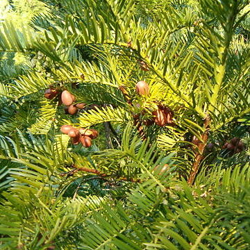 Cephalotaxus hainanensis unspecified picture