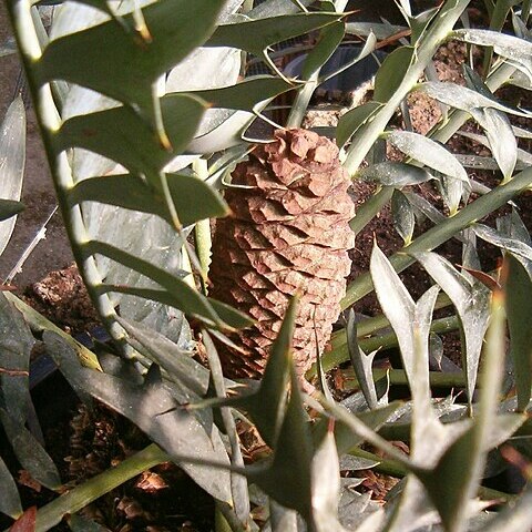 Encephalartos horridus unspecified picture