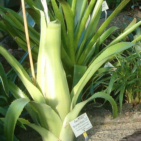 Aechmea bromeliifolia var. albobracteata unspecified picture