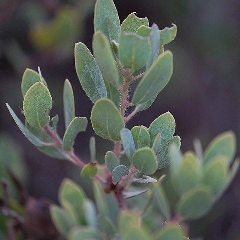 Arctostaphylos glandulosa subsp. crassifolia unspecified picture