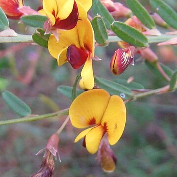 Bossiaea stephensonii unspecified picture