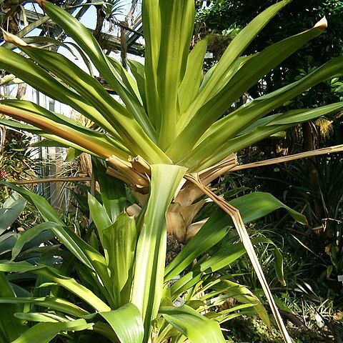 Brocchinia unspecified picture