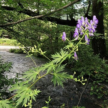 Aconitum senanense subsp. paludicola unspecified picture