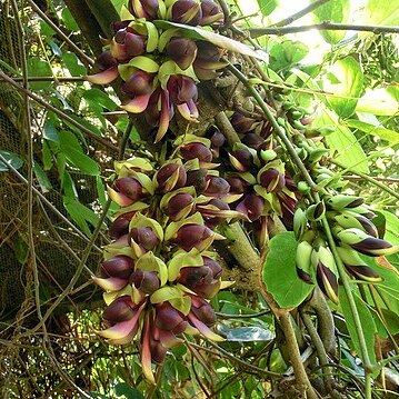 Mucuna macrocarpa unspecified picture