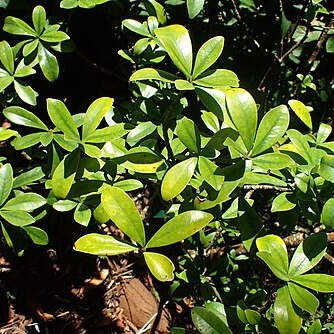 Ternstroemia lineata unspecified picture