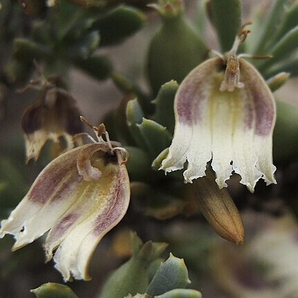 Scaevola collaris unspecified picture