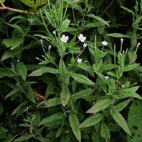 Epilobium amurense subsp. cephalostigma unspecified picture